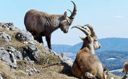 Ibexes in the wall