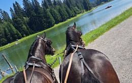 Carriage rides on the Teichalm with the Friedl family in the Almenland Nature Park.