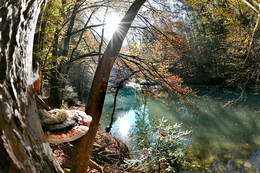 Plants and animal diversity in the Raabklamm gorge