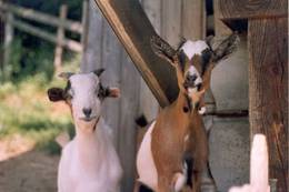 Local animals welcome guests at Franzl in Sallegg