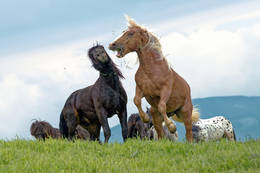 Horse let out Sommeralm horses
