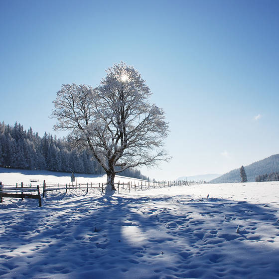 Winter sun with snow-covered tree