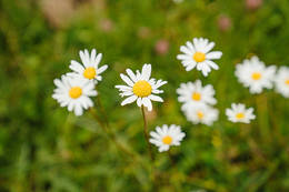 Camomile