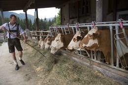 Feeding the oxen in the stable at Moarhofhechtl