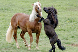 Horse let out Sommeralm ponies