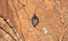 Bat in the Grassl cave