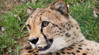 Herberstein Zoo and Castle / Excursion / Family