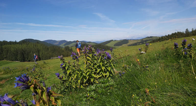 Summer pasture