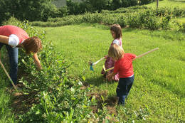 Working in the middle of the aronia plantations