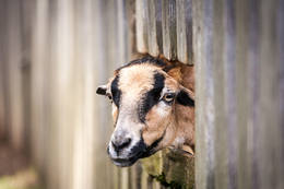 Goat at the Hochreiter Eco Park