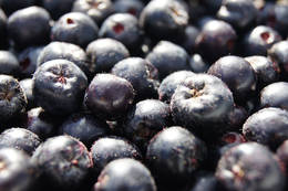 Aronia berries at Nickl's Aronia