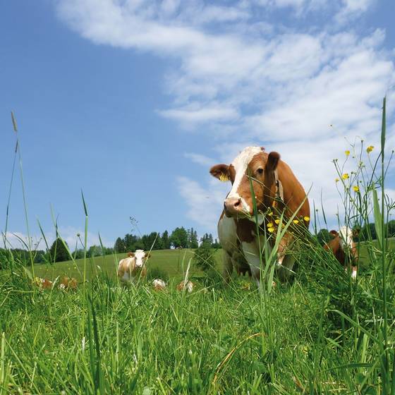 Cow in the meadow