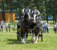 Draft horse meeting cold-blooded