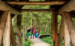 Larch footbridge in the moor