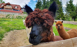 Alpaca enclosure next to the vacation home