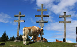Weather crosses with oxen