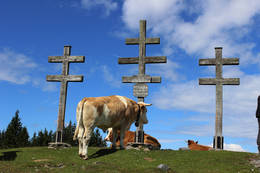 Weather crosses with oxen