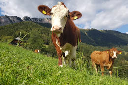 Cattle with red wall in the background