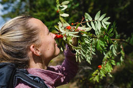 Rowan berries on the Vogelbeerpanoramaweg in St. Kathrein am Offenegg