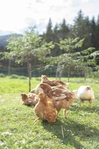 The free-range chickens