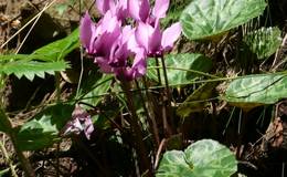 Raabklamm_alpine violet