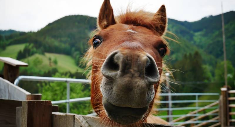 Horse at the Willingshofer animal adventure farm