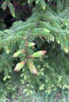 Fresh shoots of a coniferous tree, aka the Maiwipferl