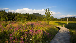 Moor nature trail / Teichalm / Hike