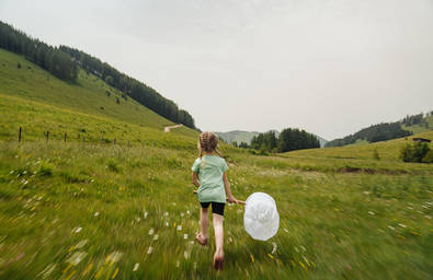 Hunting insects in the meadow