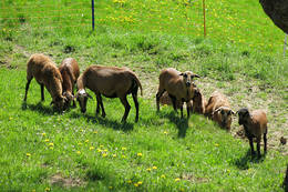 Sheep at Klein Bachbauer