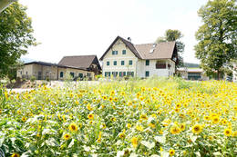 Sunflower field at the Moarhofhechtl