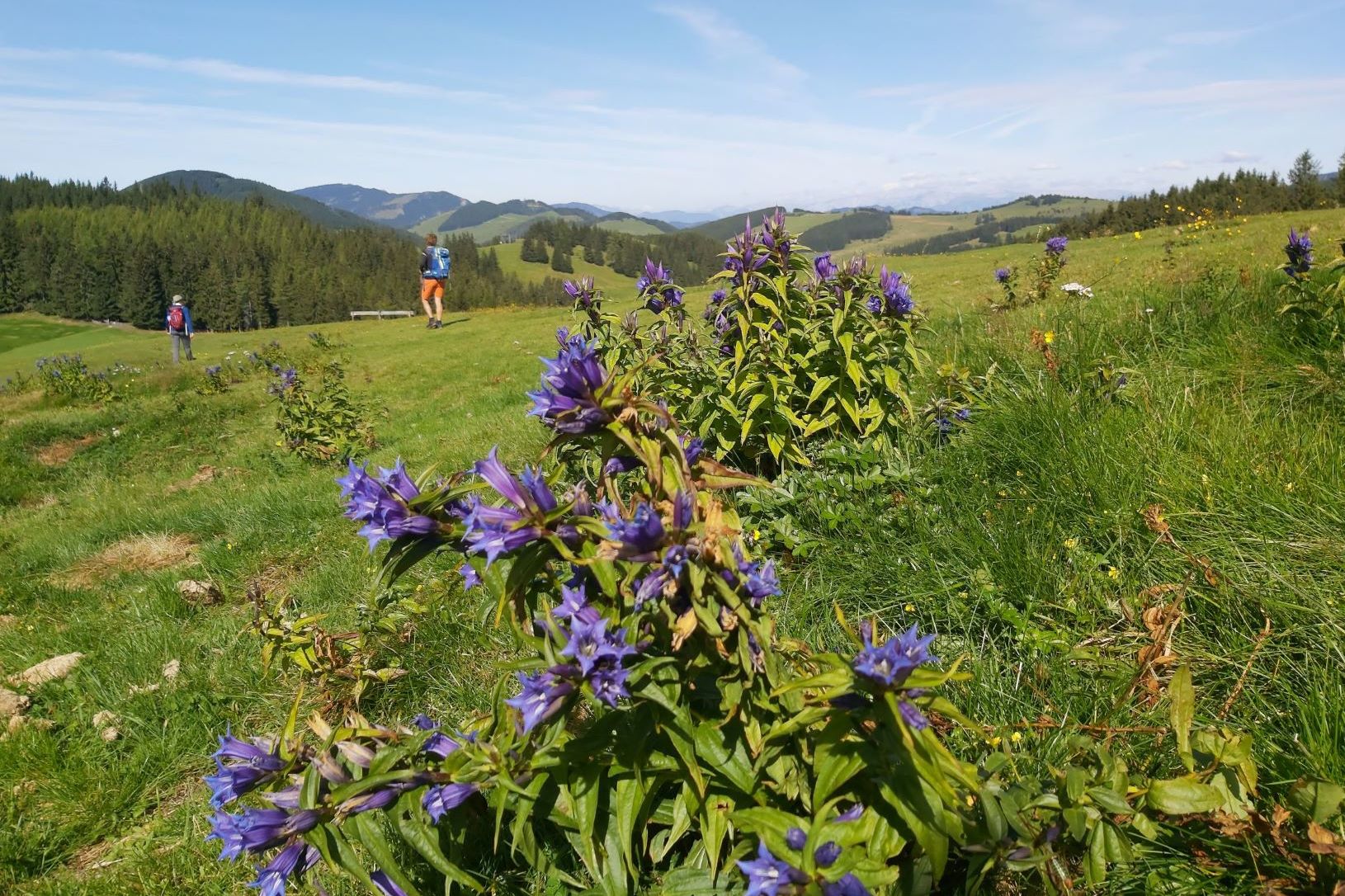 Gentian in the nature park Almenland