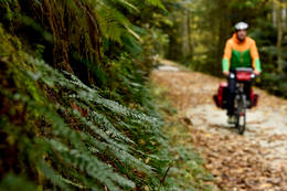 Cycling through forests and nature on the R8 Feistritztal cycle path