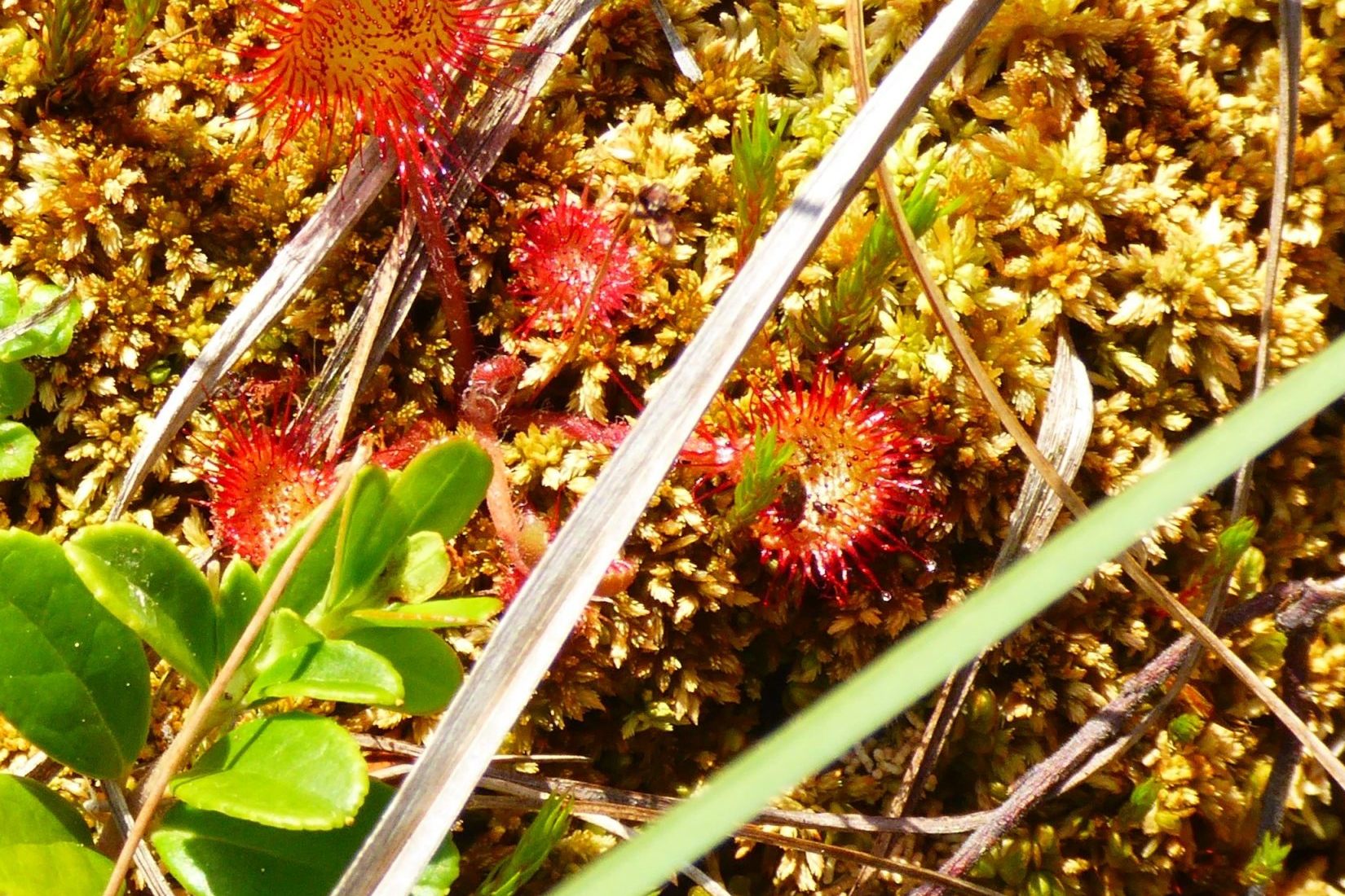 Biodiversity in the nature park Almenland