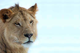 Caesar the lion at Herberstein Zoo