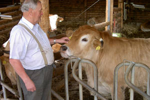 Mr. Leitner Sen. with the cattle