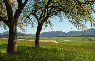 Spring meadow in the Almenland