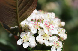 The blossom of the aronia berries