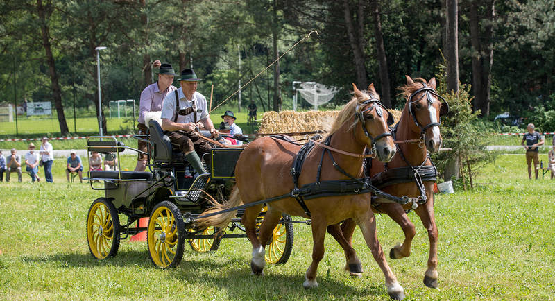 Draught horse meeting two-horse team
