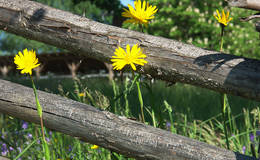 Flowers at the Almenlandhof