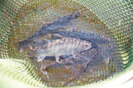 The Almenland fish in the net