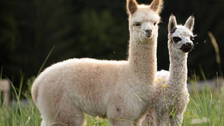 Kathreiner Alpaca Farm / Excursion destination / Styria