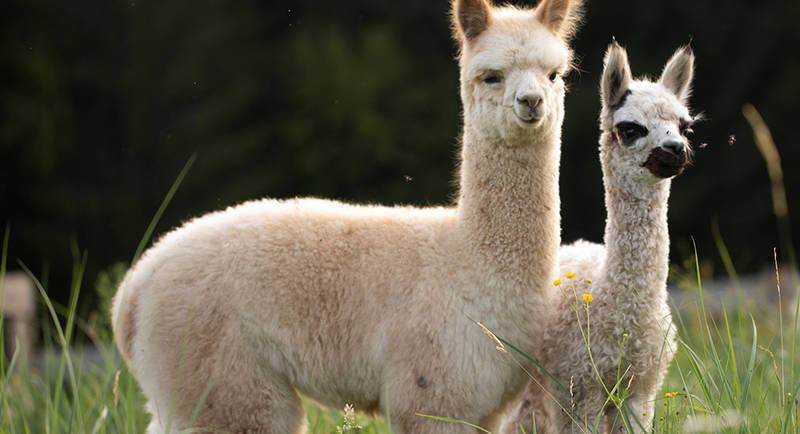 Alpacas 