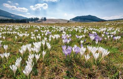 Crocus blossom on the alpine pastures