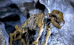 Bear skeleton in the Lurgrotte