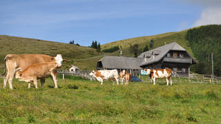 Styrian Alpine Pasture Day / Nature Park / Styria