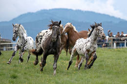 Horse release Sommeralm herd