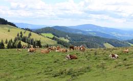 Oxen at the Stoakoglhütte