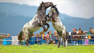 Release horse / Sommeralm / Horses
