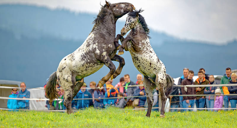 Horse let out Sommeralm horse fight